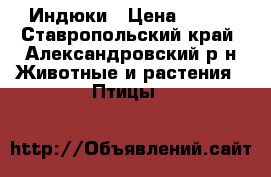 Индюки › Цена ­ 300 - Ставропольский край, Александровский р-н Животные и растения » Птицы   